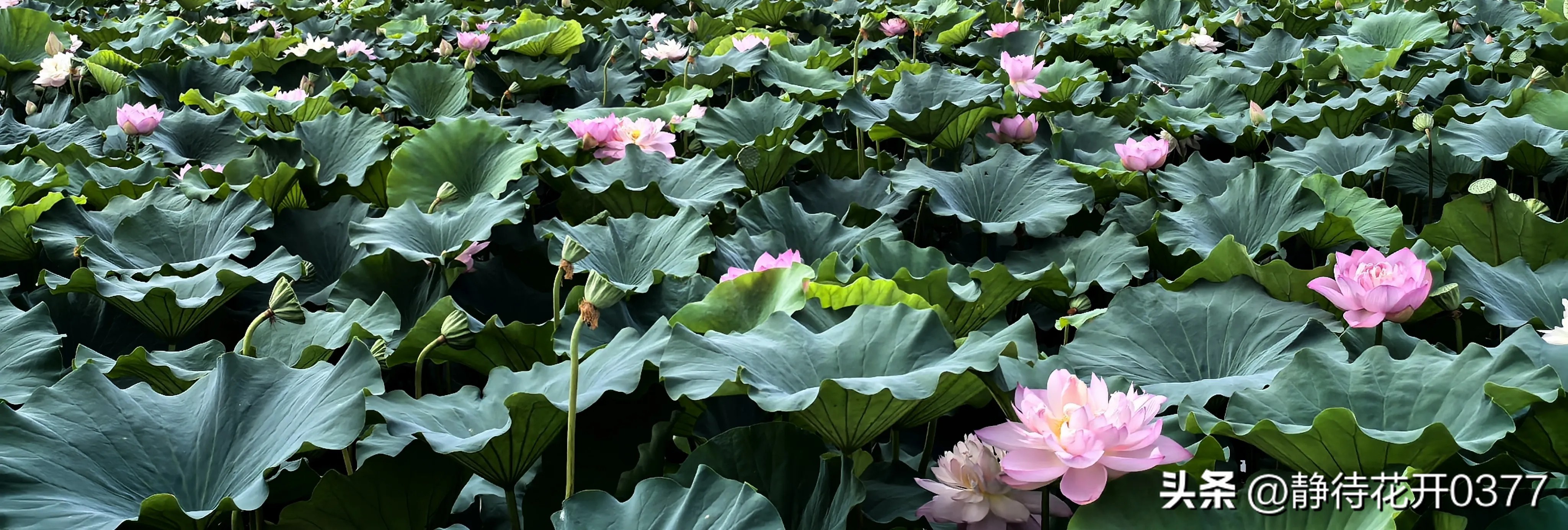 卓越企业管理的核心——整体协调、统一指挥、各司其职-第1张图片-ZBLOG